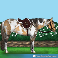Horse Color:White Spotted Buckskin 