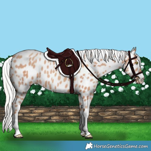 Horse Color:Silver Amber Champagne Appaloosa 