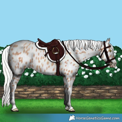 Horse Color:Silver Amber Champagne Leopard 
