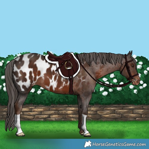 Horse Color:Liver Chestnut Appaloosa 