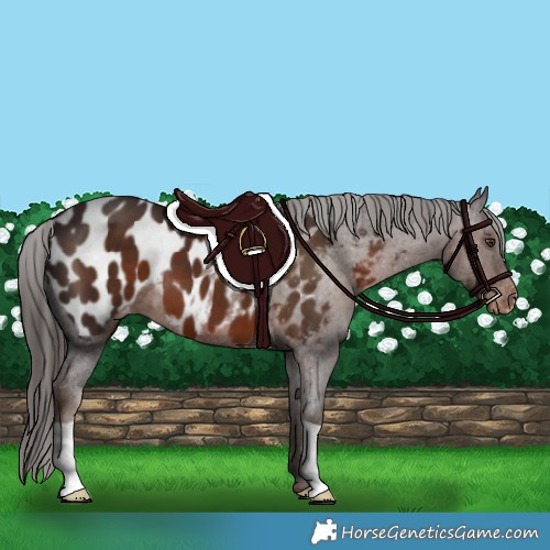 Horse Color:Liver Chestnut Appaloosa 
