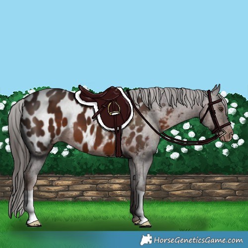 Horse Color:Liver Chestnut Near Leopard 