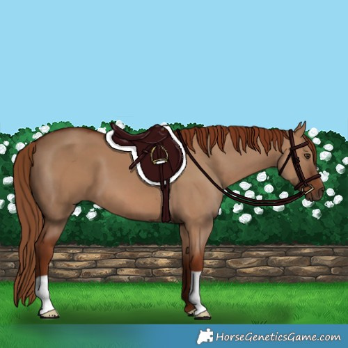Horse Color:Red Dun 