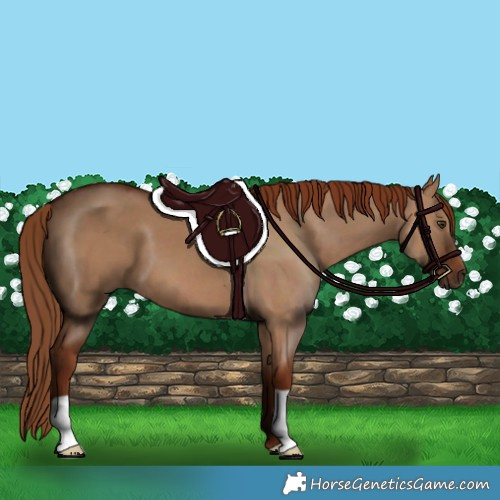 Horse Color:Red Dun 