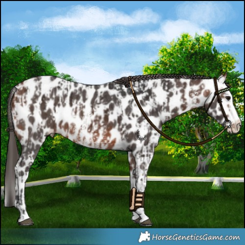 Horse Color:Bay Sabino Splash Leopard  and Bay Sabino Splash Leopard 