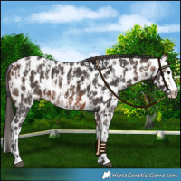 Horse Color:Bay Sabino Splash Leopard  and Bay Sabino Splash Leopard 