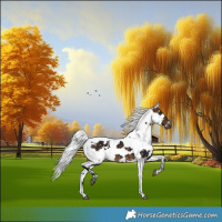 Horse Color:Gray Buckskin Harlequin Merle Tobiano Snowflake Varnish