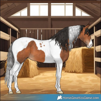 Horse Color:Bay Tobiano 