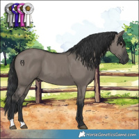 Horse Color:Grullo