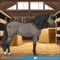 Horse Color:Grullo 