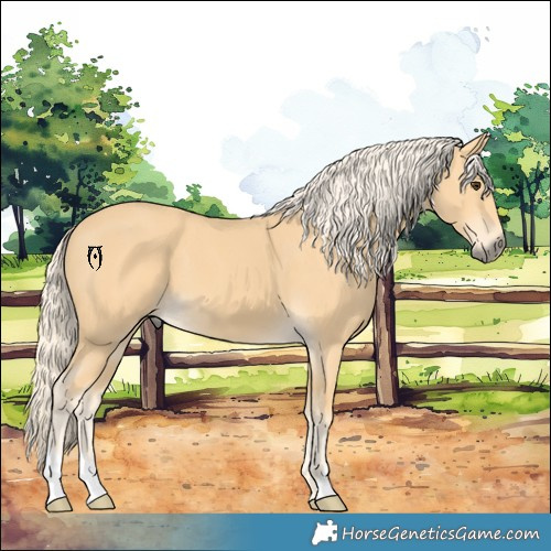 Horse Color:Palomino 