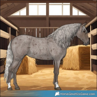 Horse Color:Silver Blue Roan