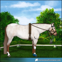 Horse Color:Gray Red Dun Roan Tobiano Rabicano 