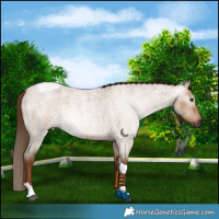 Horse Color:Gray Red Dun Roan Tobiano Rabicano