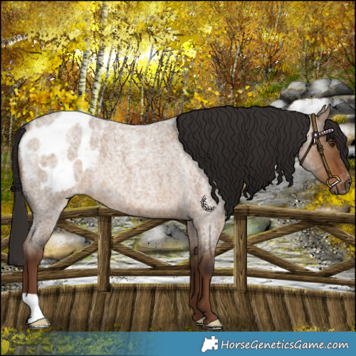 Horse Color:Gray Liver Red Dun Roan Blanket Rabicano 