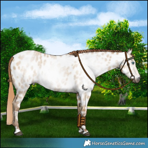Horse Color:Gray Smoky Grullo Pearl Near Leopard 