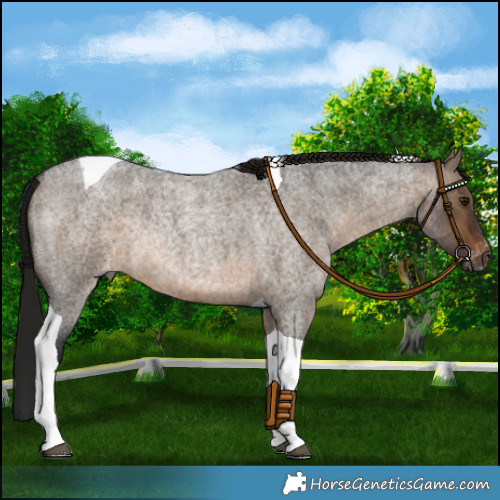Horse Color:Gray Brown Roan Dun Tobiano Appaloosa Rabicano
