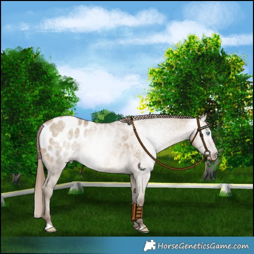 Horse Color:Gray Buckskin Pearl Dun Blanket 
