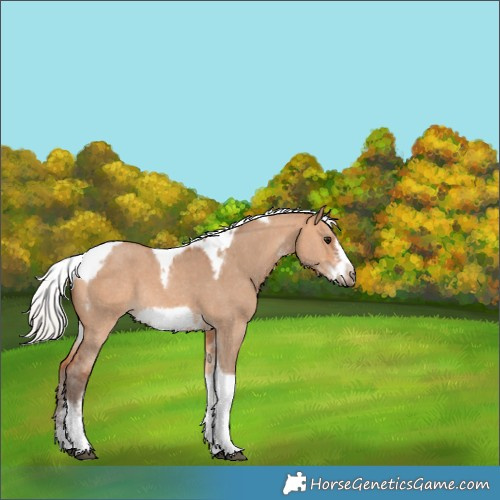 Horse Color:Silver Bay Dun Sabino Tobiano Frame Rabicano 