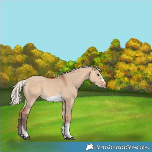 Horse Color:Silver Bay Dun Sabino Tobiano Frame Rabicano 