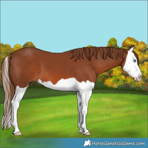 Horse Color:Chestnut Splash