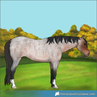 Horse Color:Brown Roan Rabicano 