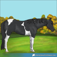 Horse Color:Black Tobiano 