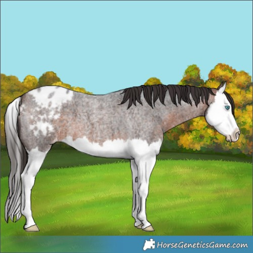 Horse Color:Bay Roan Splash Appaloosa