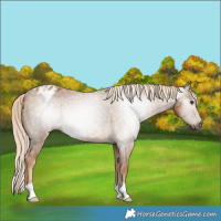 Horse Color:Gray Palomino Varnish 