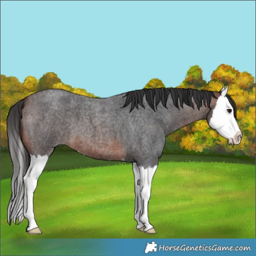 Horse Color:Brown Roan Splash 