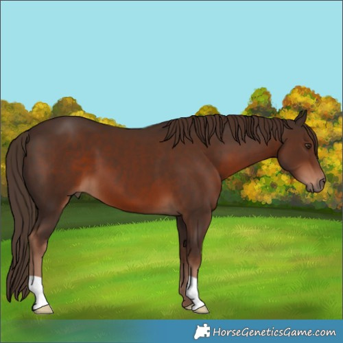 Horse Color:Liver Chestnut