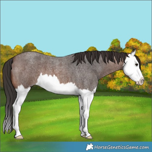 Horse Color:Brown Roan Splash