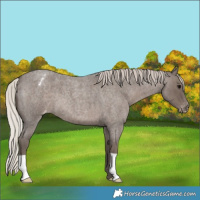 Horse Color:Silver Blue Roan Varnish