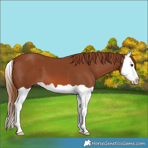 Horse Color:Chestnut Splash 