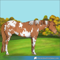 Horse Color:White Spotted Chestnut Appaloosa 