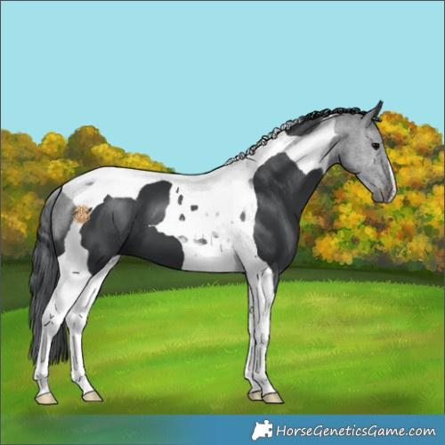 Horse Color:Black Tobiano 
