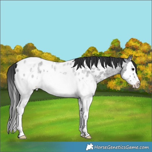 Horse Color:Blue Roan Splash Appaloosa 