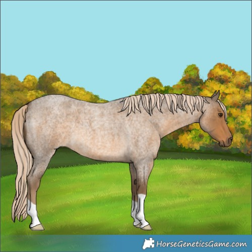 Horse Color:Chocolate Palomino Roan