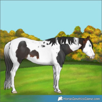Horse Color:Brown Splash Tobiano