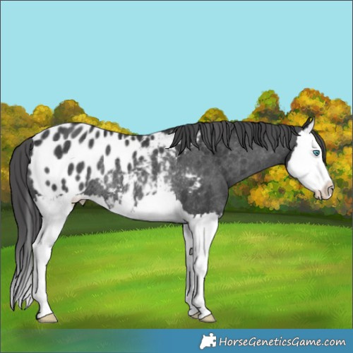 Horse Color:Black Splash Appaloosa Rabicano 