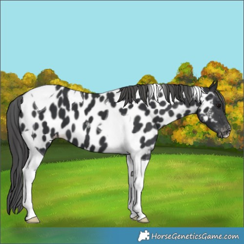 Horse Color:Black Tobiano Appaloosa 