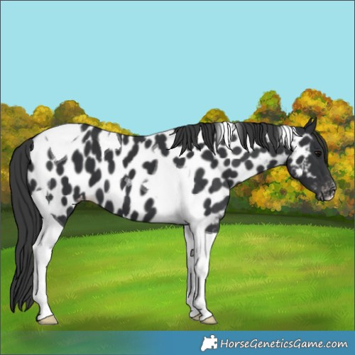 Horse Color:Black Tobiano Appaloosa 