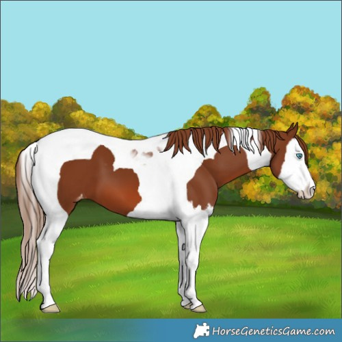 Horse Color:Chestnut Splash Tobiano Appaloosa 