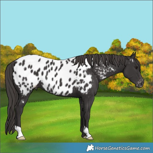 Horse Color:Smoky Black Appaloosa 