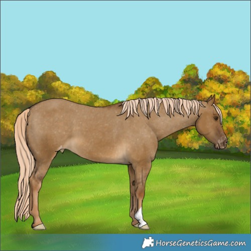 Horse Color:Chocolate Palomino Dun Appaloosa 