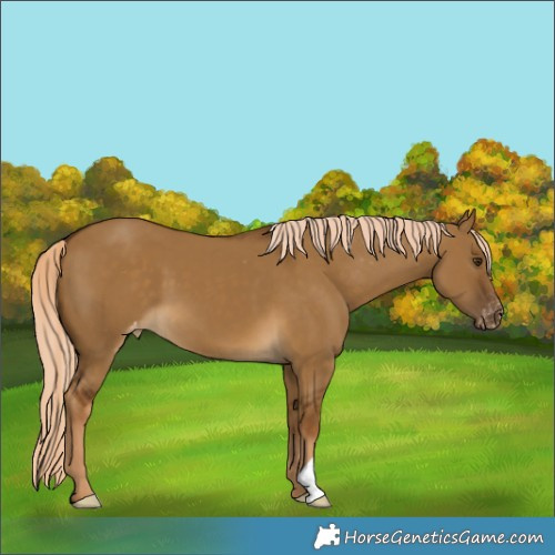 Horse Color:Chocolate Palomino Dun Appaloosa
