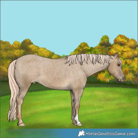 Horse Color:Chocolate Palomino Dun Appaloosa 