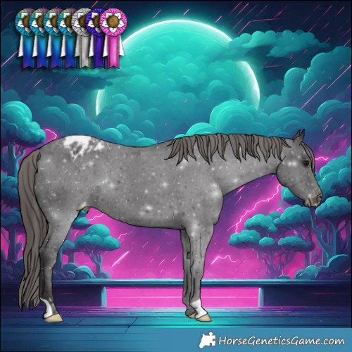 Horse Color:Smoky Black Appaloosa 