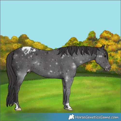 Horse Color:Smoky Black Appaloosa