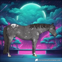 Horse Color:Smoky Black Appaloosa 